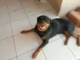 Azeitona