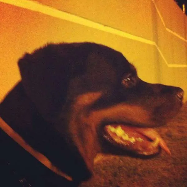 Cachorro ra a Rottweiler idade 2 anos nome Azeitona