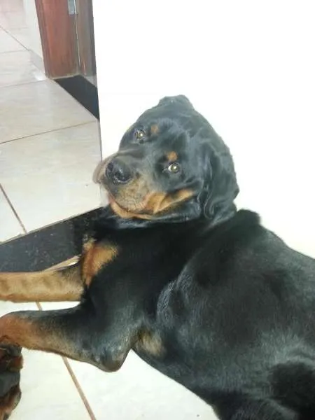 Cachorro ra a Rottweiler idade 2 anos nome Azeitona