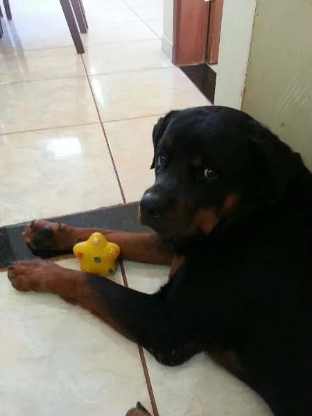 Cachorro ra a Rottweiler idade 2 anos nome Azeitona