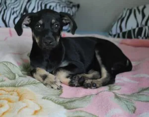 Cachorro raça SRD idade 2 a 6 meses nome XUXU, 3 meses