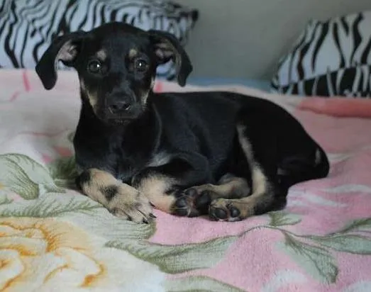 Cachorro ra a SRD idade 2 a 6 meses nome XUXU, 3 meses