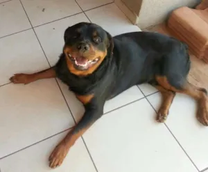 Cachorro raça Rottweiler idade 2 anos nome Azeitona