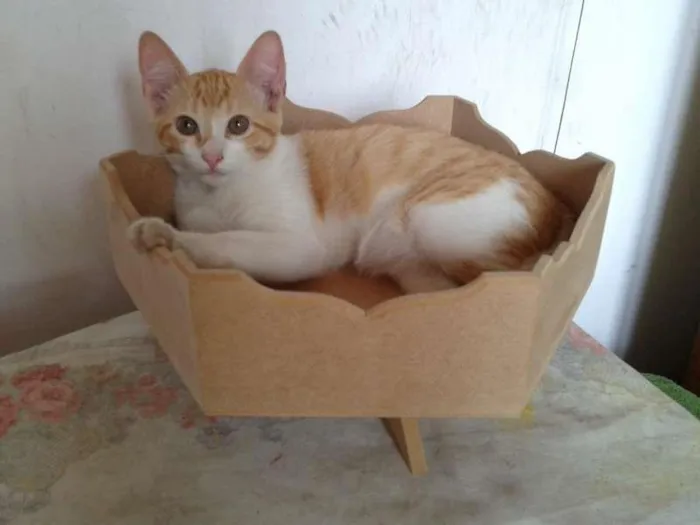 Gato ra a dv idade  nome Lindos gatinhos