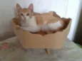Lindos gatinhos