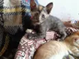 Lindos gatinhos
