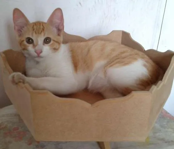 Gato ra a dv idade  nome Lindos gatinhos