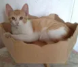 Lindos gatinhos