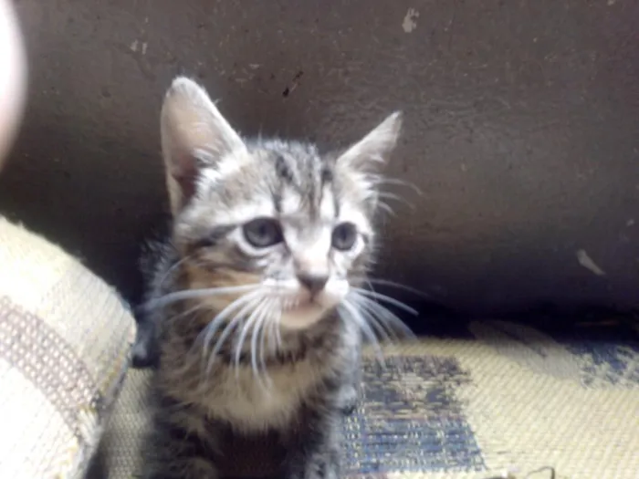 Gato ra a desconhecido idade Abaixo de 2 meses nome varios
