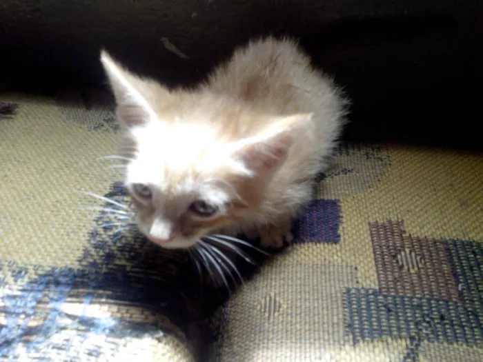 Gato ra a desconhecido idade Abaixo de 2 meses nome varios