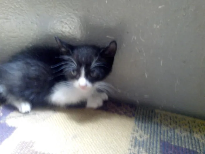 Gato ra a desconhecido idade Abaixo de 2 meses nome varios
