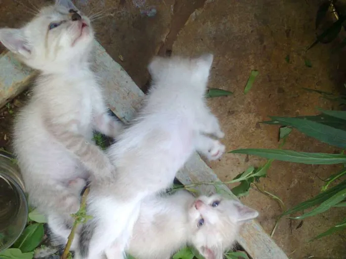Gato ra a srd idade Abaixo de 2 meses nome Doum, Maria e Licia