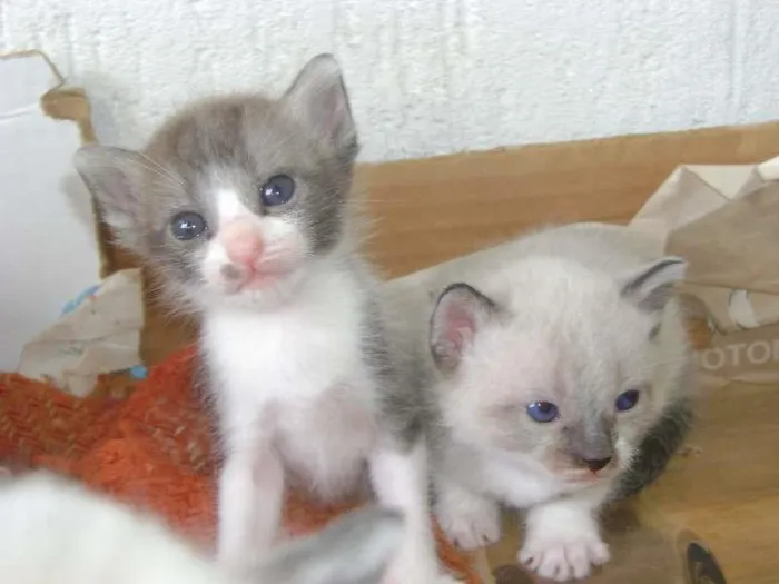 Gato ra a  idade Abaixo de 2 meses nome NAO POSSUI