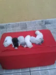 NAO POSSUI