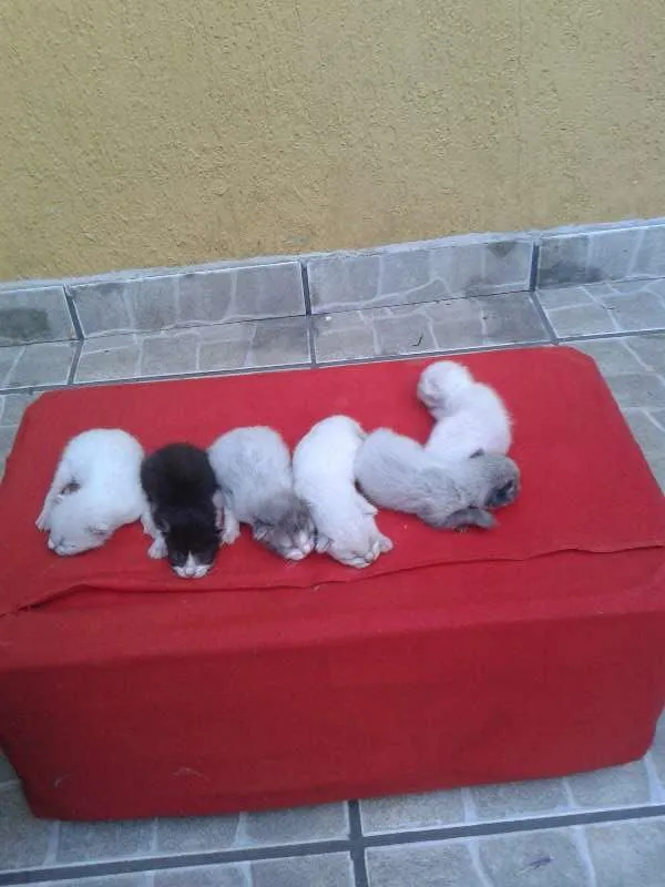 Gato ra a  idade Abaixo de 2 meses nome NAO POSSUI