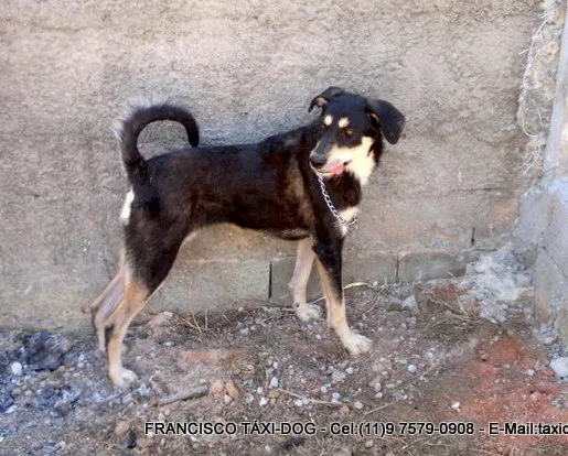 Cachorro ra a SRD idade 2 anos nome MILA