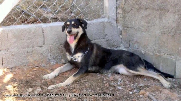 Cachorro ra a SRD idade 2 anos nome MILA