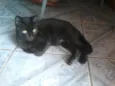 felix