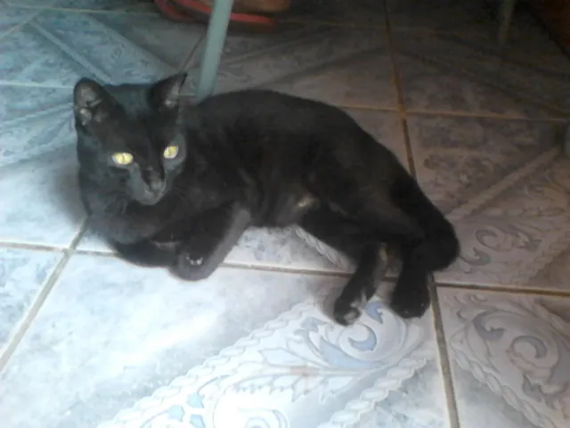 Gato raça SRD idade 4 anos nome felix