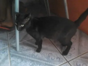 Gato raça SRD idade 4 anos nome felix