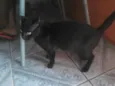 felix