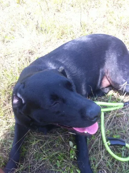 Cachorro ra a Labrador idade 1 ano nome Thayla