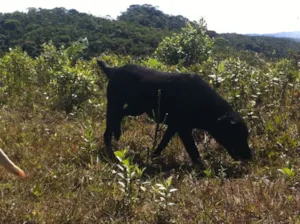 Cachorro raça Labrador idade 1 ano nome Thayla