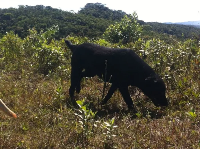 Cachorro ra a Labrador idade 1 ano nome Thayla