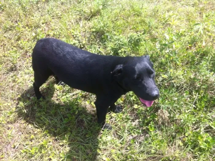 Cachorro ra a Labrador idade 1 ano nome Thayla