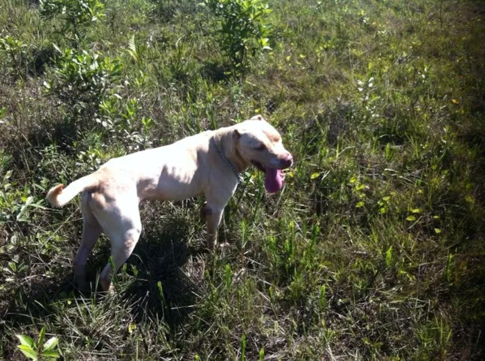 Cachorro ra a Pit-Bull idade 5 anos nome Sam
