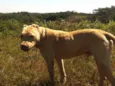Sam