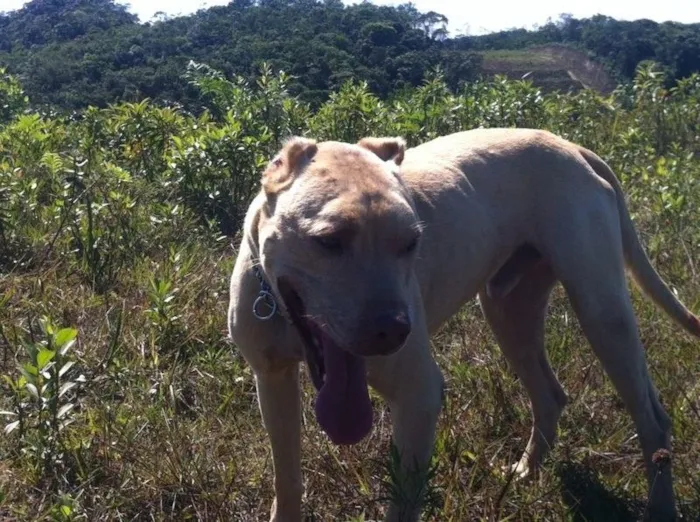 Cachorro ra a Pit-Bull idade 5 anos nome Sam