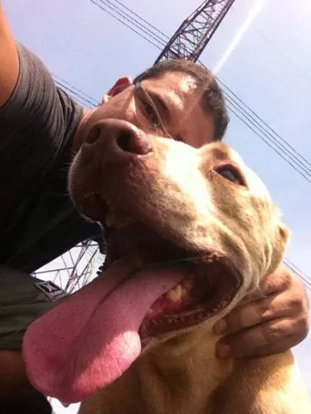Cachorro ra a Pit-Bull idade 5 anos nome Sam