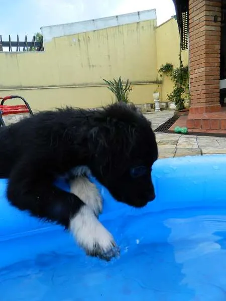 Cachorro ra a SRD idade 2 a 6 meses nome NESCAU
