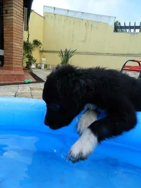 Cachorro ra a SRD idade 2 a 6 meses nome NESCAU