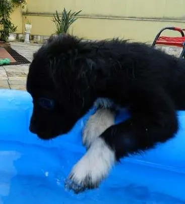 Cachorro ra a SRD idade 2 a 6 meses nome NESCAU
