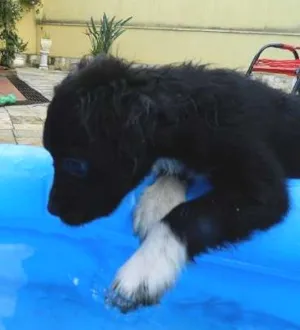 Cachorro raça SRD idade 2 a 6 meses nome NESCAU