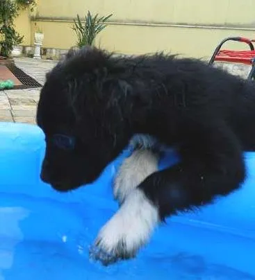 Cachorro ra a SRD idade 2 a 6 meses nome NESCAU