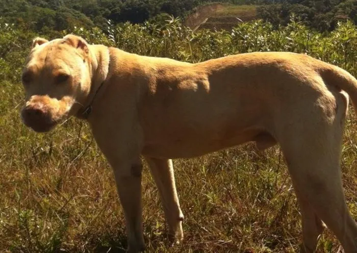 Cachorro ra a Pit-Bull idade 5 anos nome Sam