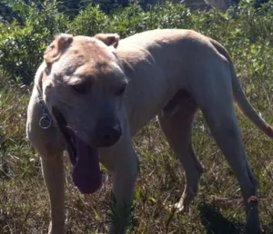 Cachorro raça Pit-Bull idade 5 anos nome Sam