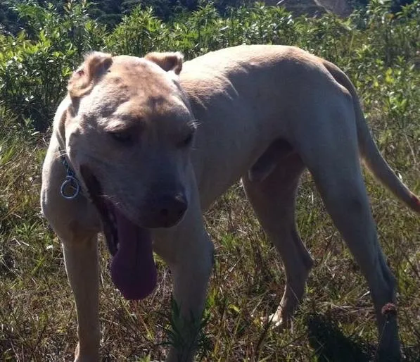 Cachorro ra a Pit-Bull idade 5 anos nome Sam