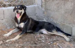 Cachorro raça SRD idade 2 anos nome MILA