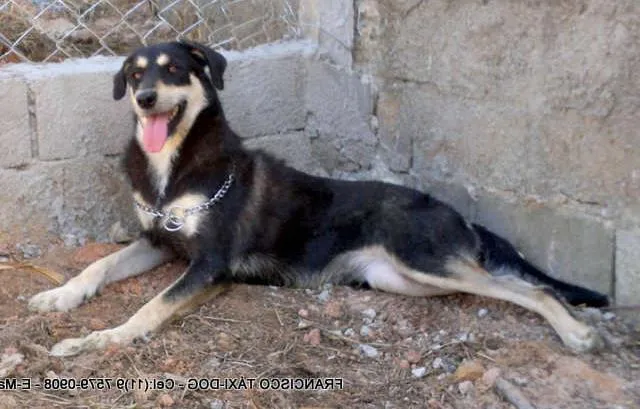 Cachorro ra a SRD idade 2 anos nome MILA