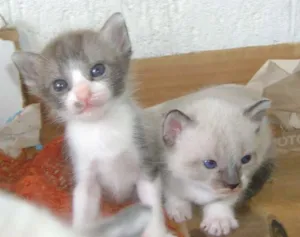 Gato raça  idade Abaixo de 2 meses nome NAO POSSUI