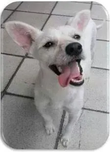 Cachorro raça SRD idade 7 a 11 meses nome Clarinha