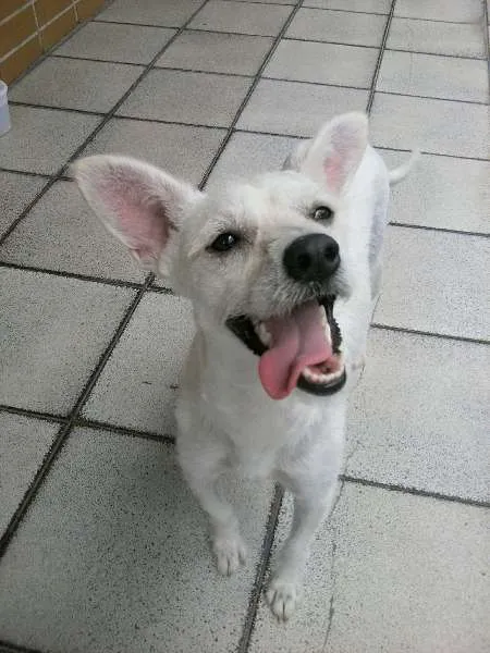 Cachorro ra a SRD idade 7 a 11 meses nome Clarinha