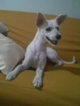 Clarinha