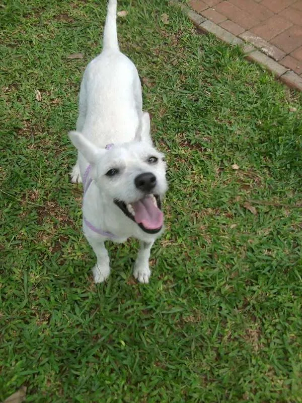 Cachorro ra a SRD idade 7 a 11 meses nome Clarinha