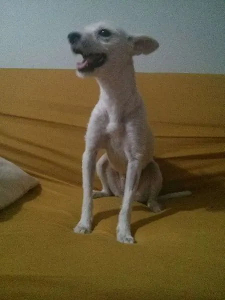 Cachorro ra a SRD idade 7 a 11 meses nome Clarinha