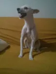 Clarinha